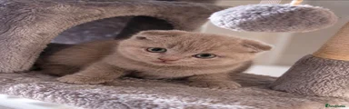 Lilac fold boy