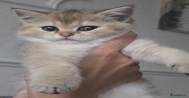 Scottish Fold cats - Advert 2