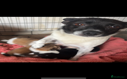 Mixed Breed dogs for sale: Jack Russel cross Pomeranian  - Image 12