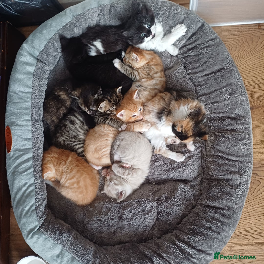 Mixed Breed cats for sale: Cute Kittens:)) - Advert 20