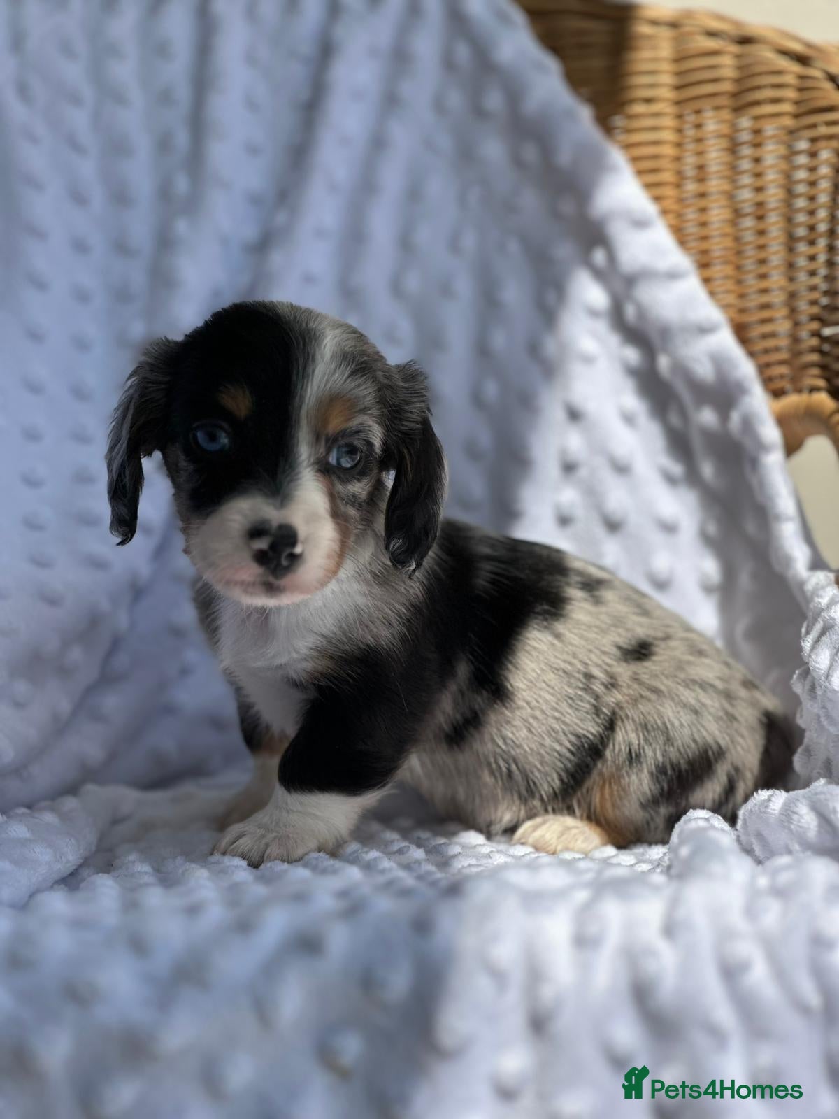 Miniature Dachshund Puppy 5