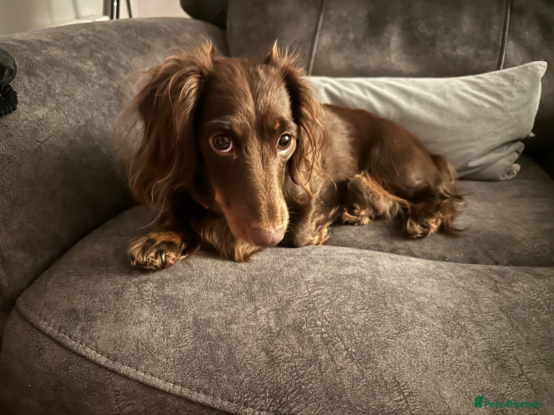 Miniature Dachshund dogs Loving homes needed  - Advert 6