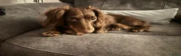 Miniature Dachshund dogs for sale: Loving homes needed  in Taunton - Advert 1
