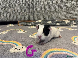 Guinea Pig rodents Girl baby guinea pigs ready to leave in 13 days - Advert 4