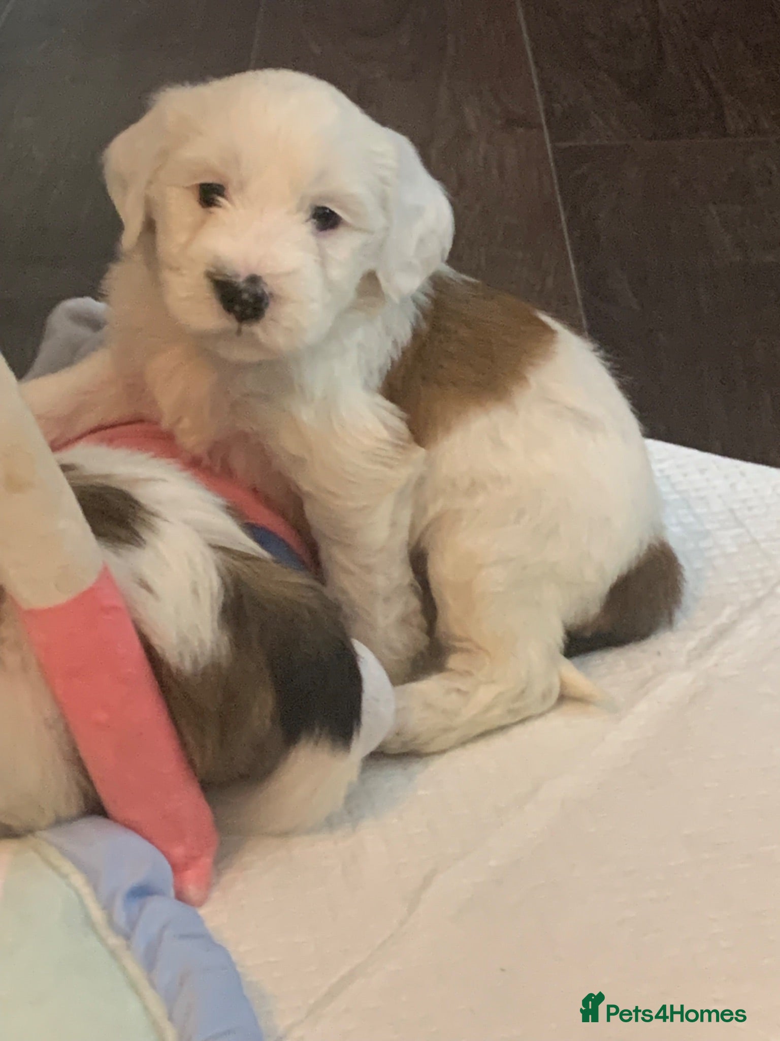 Tibetan Terrier dogs Beautiful KC registered Tibetan Terriers - Advert 3