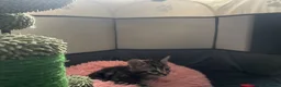 Mixed Breed cats for sale: Three kittens looking for loving homes  - Advert 20