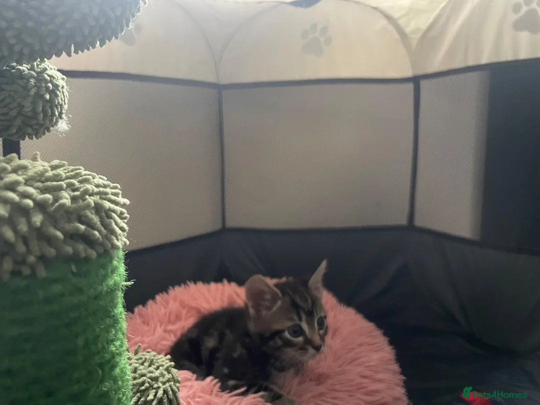 Mixed Breed cats for sale: Three kittens looking for loving homes  - Advert 20