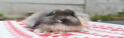 Netherland Dwarf rabbits for sale: ⭐️ Baby rabbits looking for new home ⭐️ - Advert 10