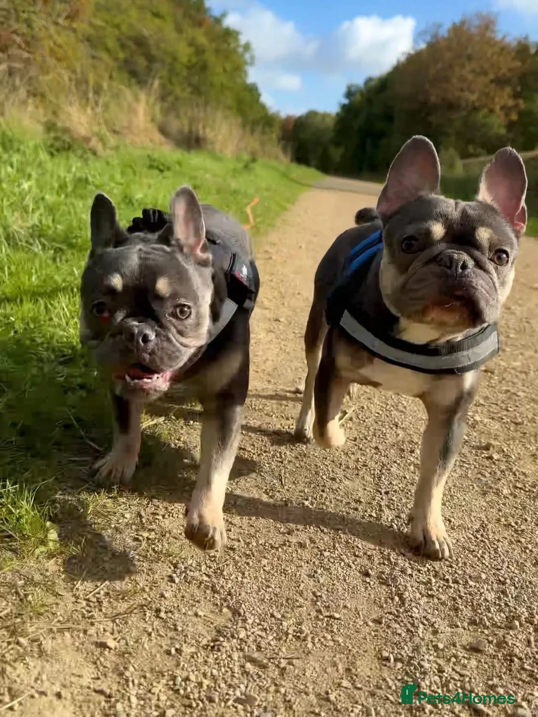 French Bulldog dogs for sale: 2 French bulldogs - Advert 1