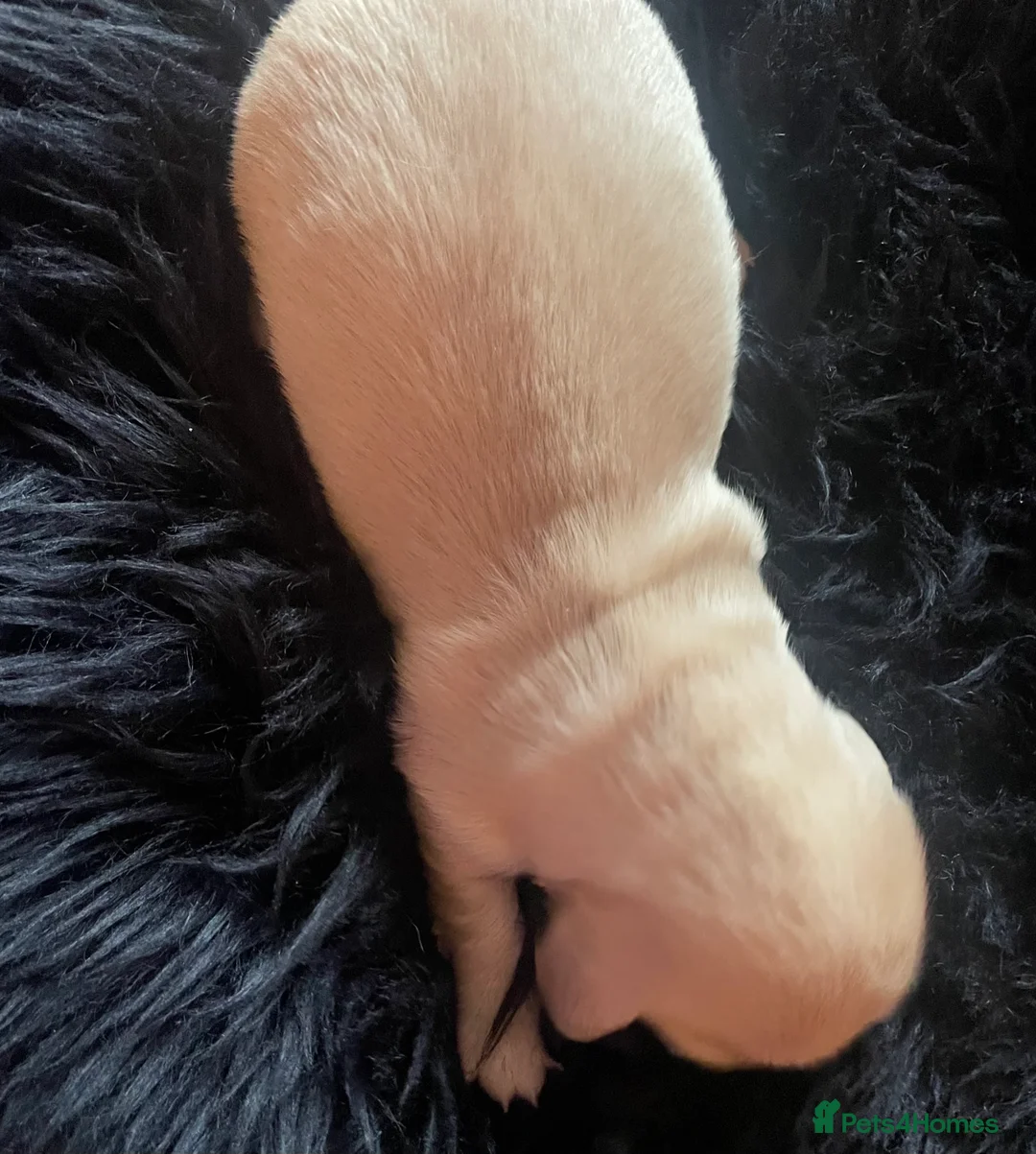 Miniature Dachshund dogs for sale: KC Miniature Long haired Cream dachshunds  - Advert 7