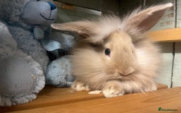Mini Lion Lop rabbits for sale: Lovely litter of mini lion lop rabbits for sale  - Image 7