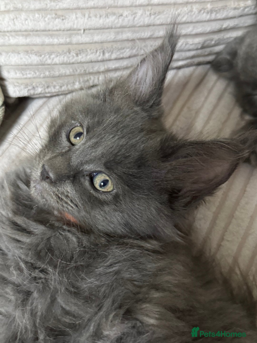 Maine Coon cats for sale: Adorable pure breed Maine coon Kittens’s for sale - Advert 13