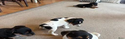 Jack Russell dogs for sale: Gorgeous Jack Russell puppies  - Advert 11