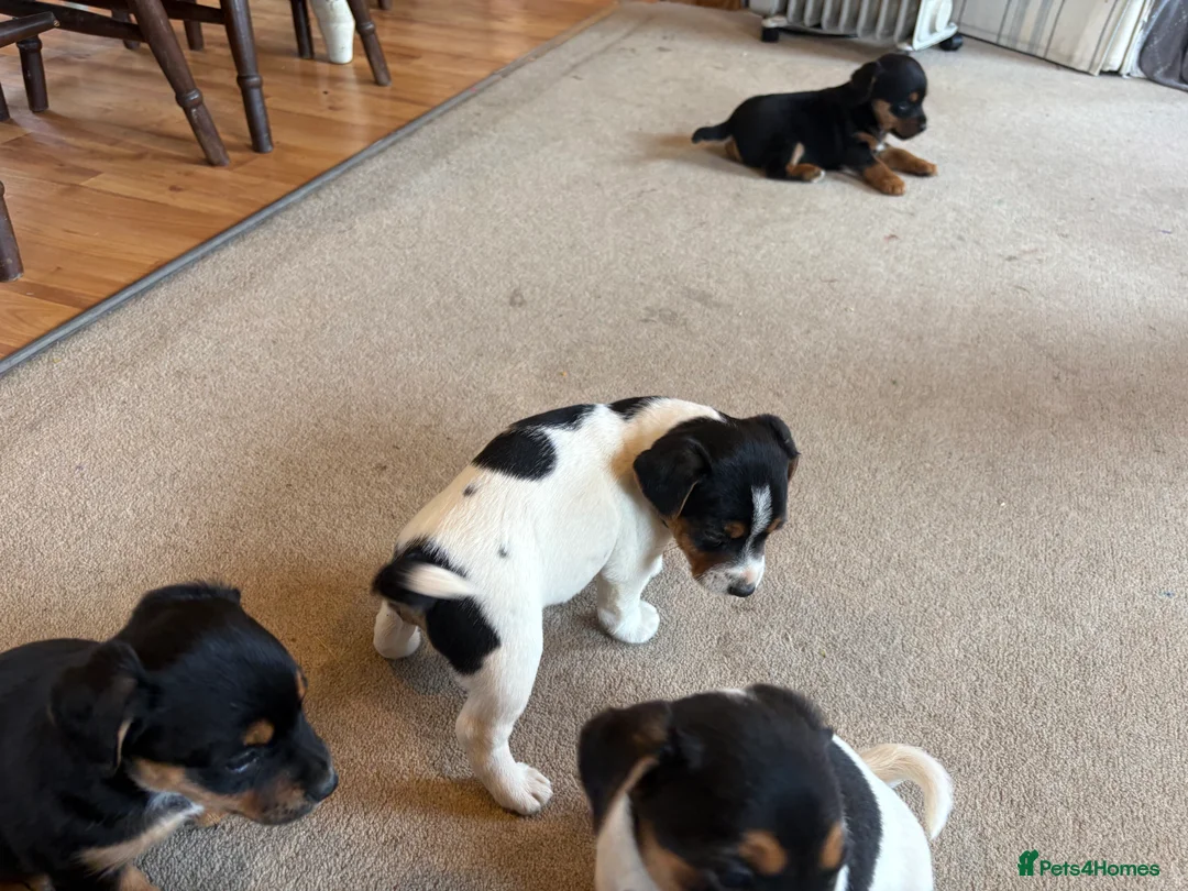 Jack Russell dogs for sale: Gorgeous Jack Russell puppies  - Advert 11