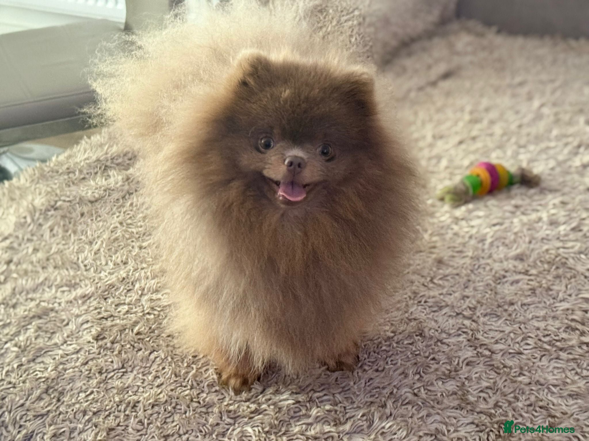 Pomeranian dogs 🐾✨ ** Lilac Tan Proven Stud Available! ✨🐾 - Advert 12