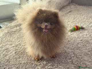 Pomeranian dogs 🐾✨ ** Lilac Tan Proven Stud Available! ✨🐾 - Advert 17