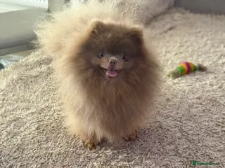 Pomeranian dogs 🐾✨ ** Lilac Tan Proven Stud Available! ✨🐾 - Advert 5