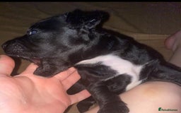 Patterdale Terrier dogs for sale: **Beautiful Patterdale Pups** - Image 2