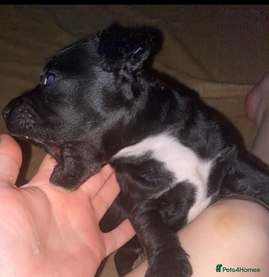 Patterdale Terrier dogs for sale: **Beautiful Patterdale Pups** - Image 2