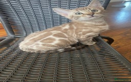 Bengal cats for sale: 🏡Stunning Tica registered Bengal Kittens  🐾 - Image 28