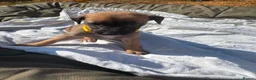 Lurcher dogs for sale: LURCHER PUPPIES  - Advert 4
