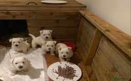West Highland Terrier dogs for sale: Westie pups - Image 1