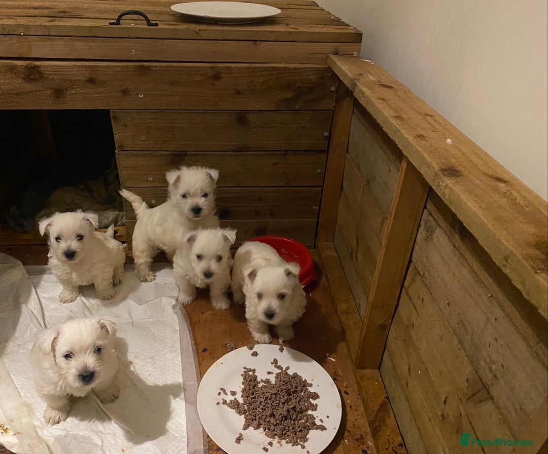 West Highland Terrier dogs for sale: Westie pups - Image 1