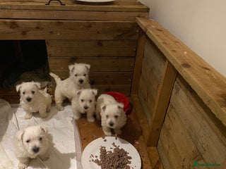 West Highland Terrier dogs for sale - Advert 1