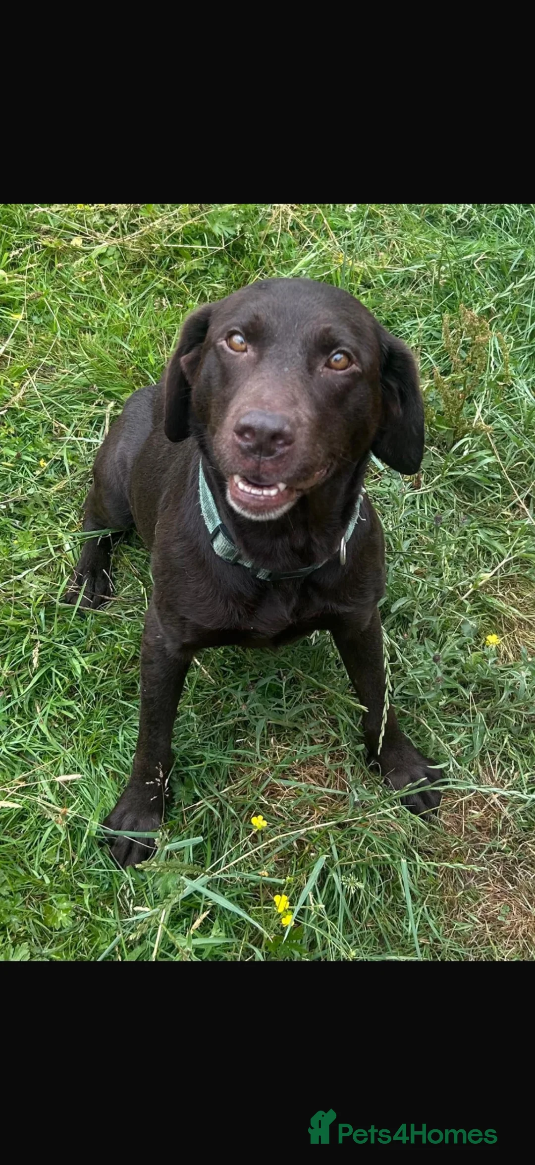 Labrador Retriever dogs for sale: Loving loyal Labrador  - Advert 1