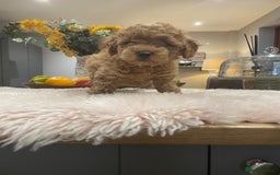 Miniature Poodle dogs for sale: KC reg miniature poodles, 5* licensed  - Image 16