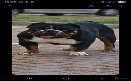 English Bulldog dogs for stud: KC BRITISH BULLDOG FOR STUD in Basildon - Image 1