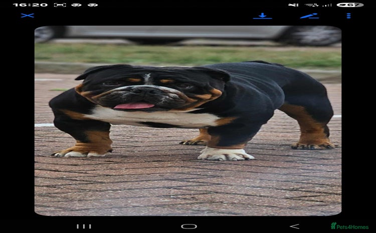 English Bulldog dogs in Basildon - Advert 9