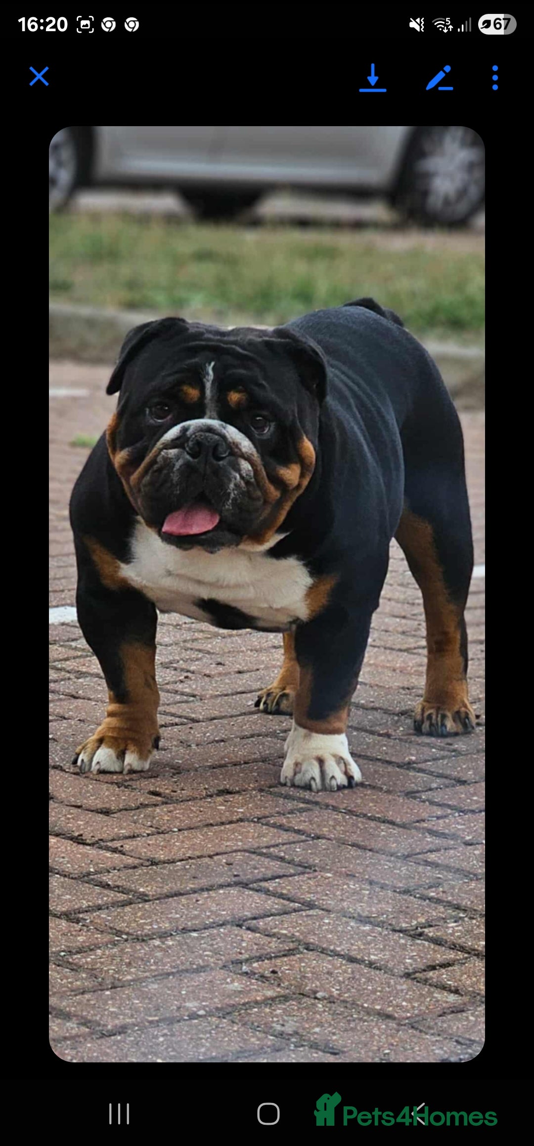 English Bulldog dogs for stud: KC BRITISH BULLDOG FOR STUD in Basildon - Image 1