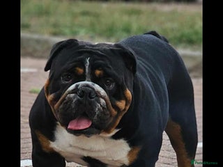 English Bulldog dogs in Basildon - Advert 18