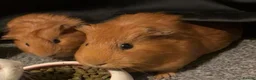 Guinea Pig rodents for sale: 2 Beautiful Guinea pigs  - Advert 1