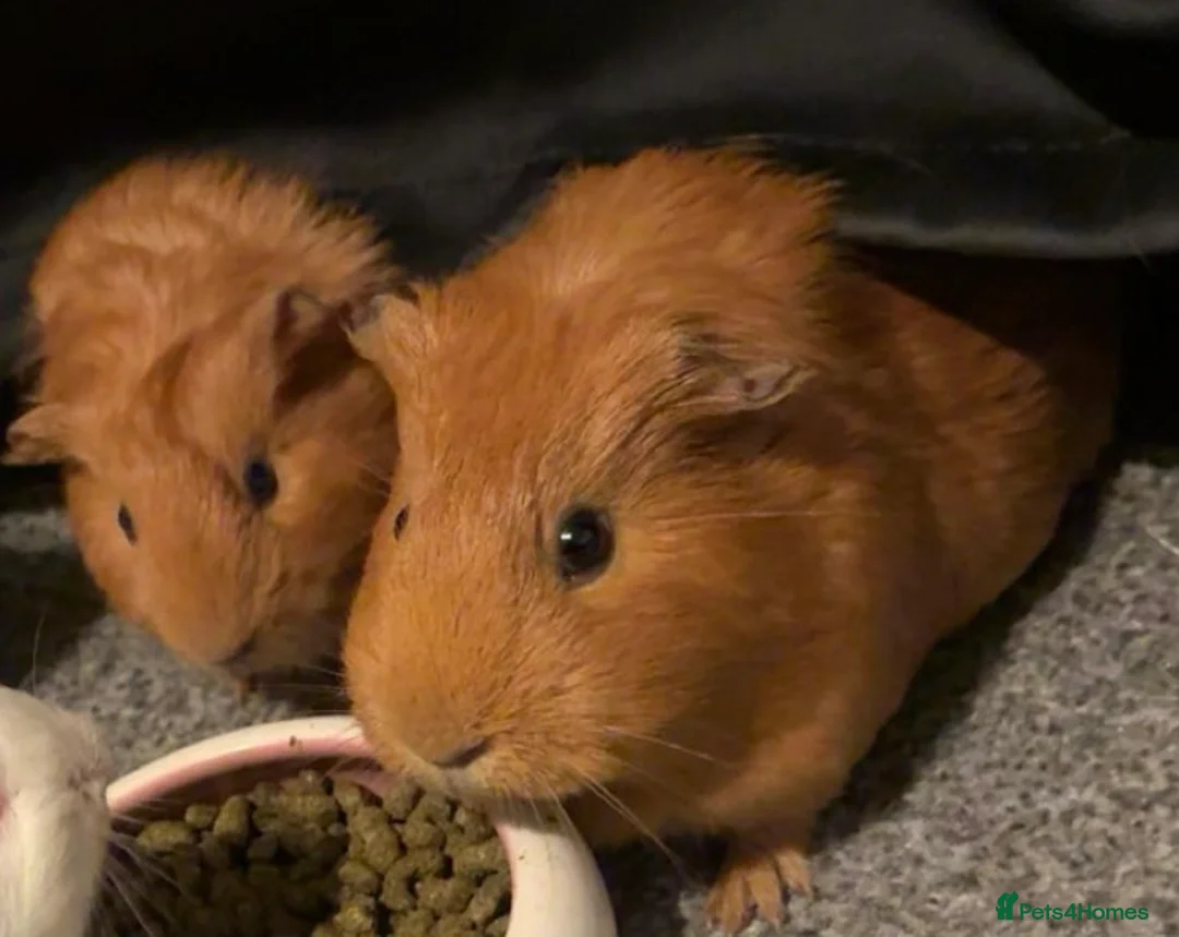 Guinea Pig rodents for sale: 2 Beautiful Guinea pigs  - Advert 1