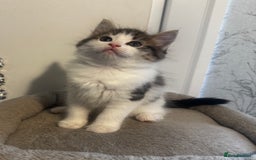 Ragdoll cats for sale: Beautiful Ragdoll Kittens  - Image 7