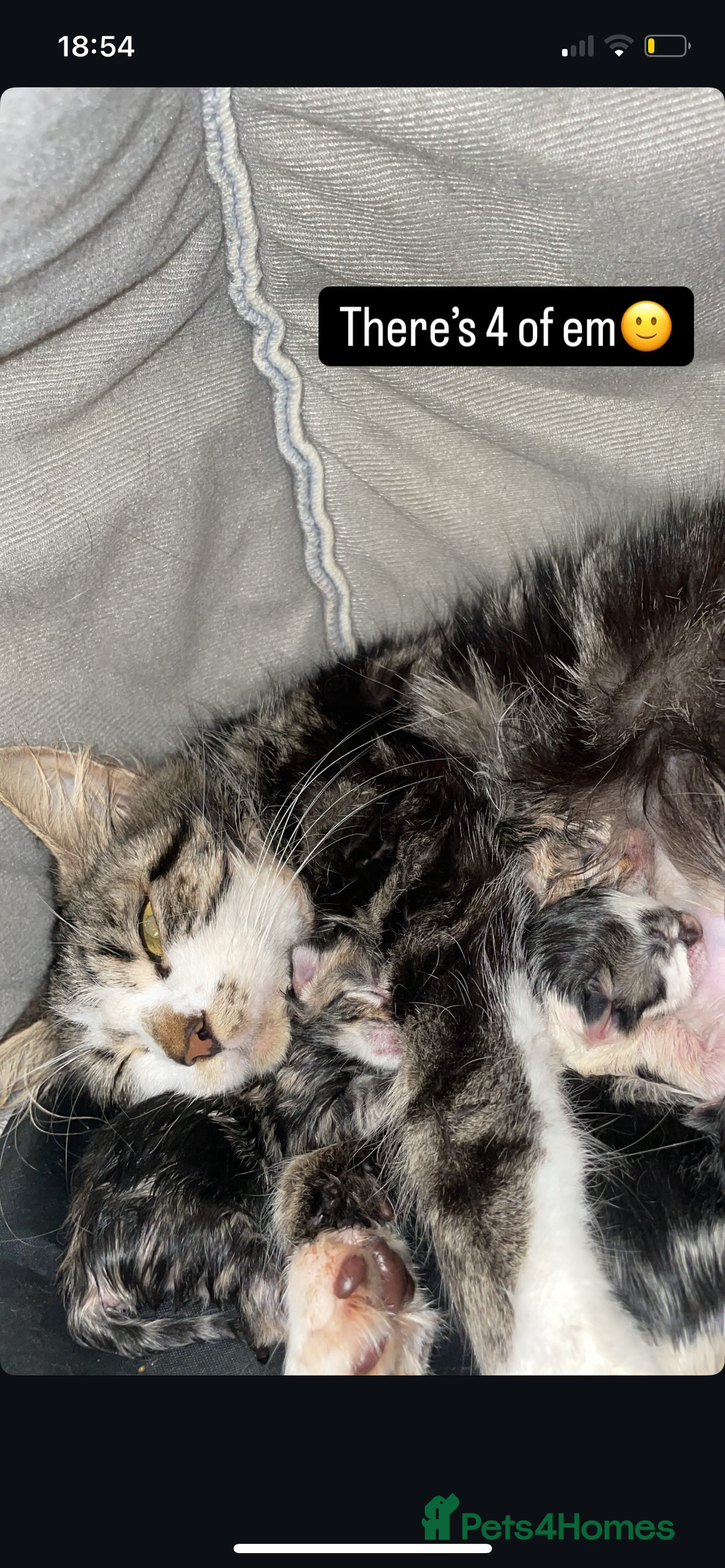 American Shorthair cats for sale: Kittens for sale  - Advert 1