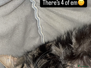 American Shorthair cats Kittens for sale - Advert 2