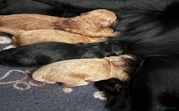 Cockapoo dogs for sale: Cockapoo puppies F1B - Image 23