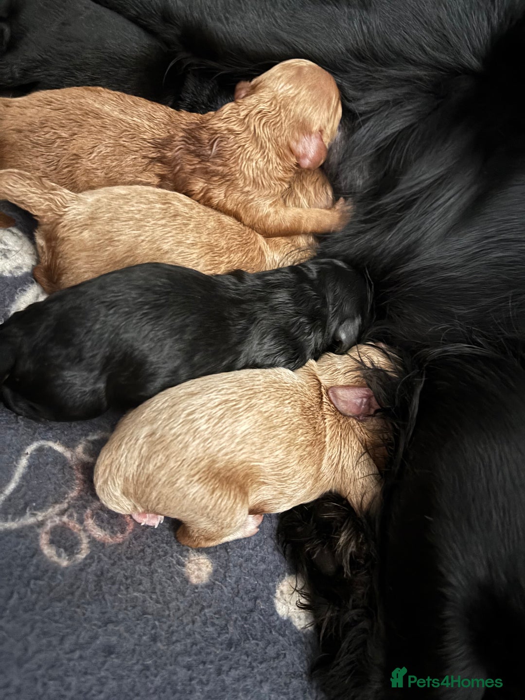 Cockapoo dogs for sale: Cockapoo puppies F1B - Image 23
