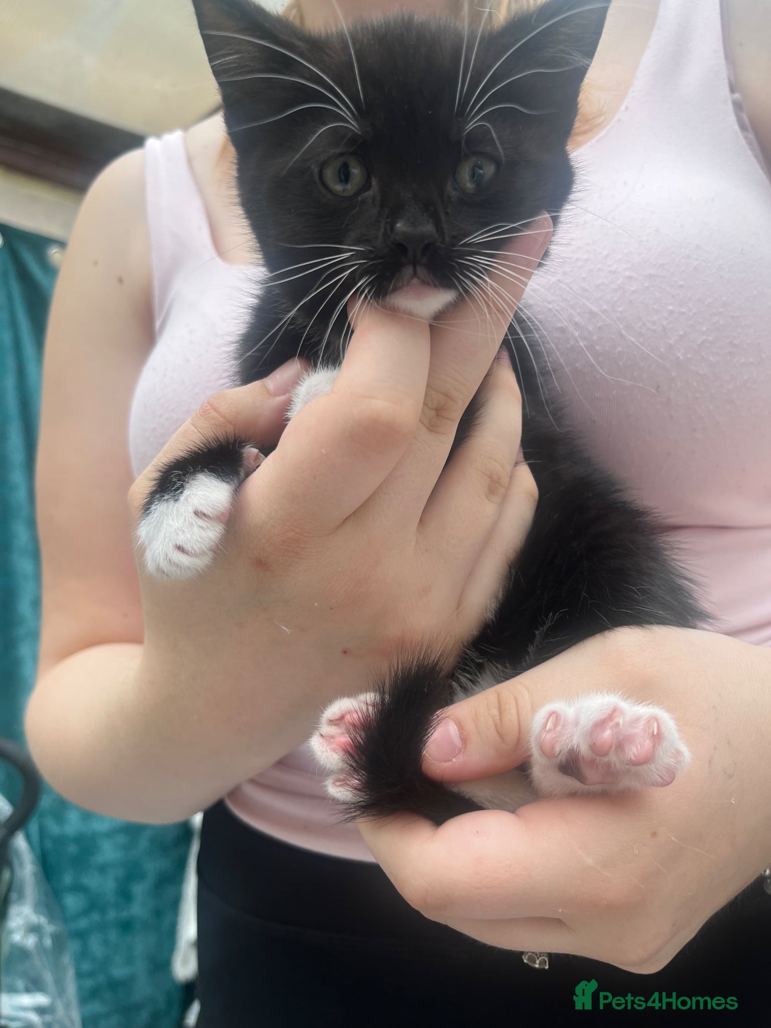Mixed Breed cats for sale:  4 beautiful males ready now  - Advert 3