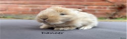 Mixed Breed rabbits for sale: Beautiful Baby Rabbits  - Advert 5