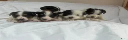 Jack Russell dogs for sale: Miniature jack Russle puppies - Advert 8