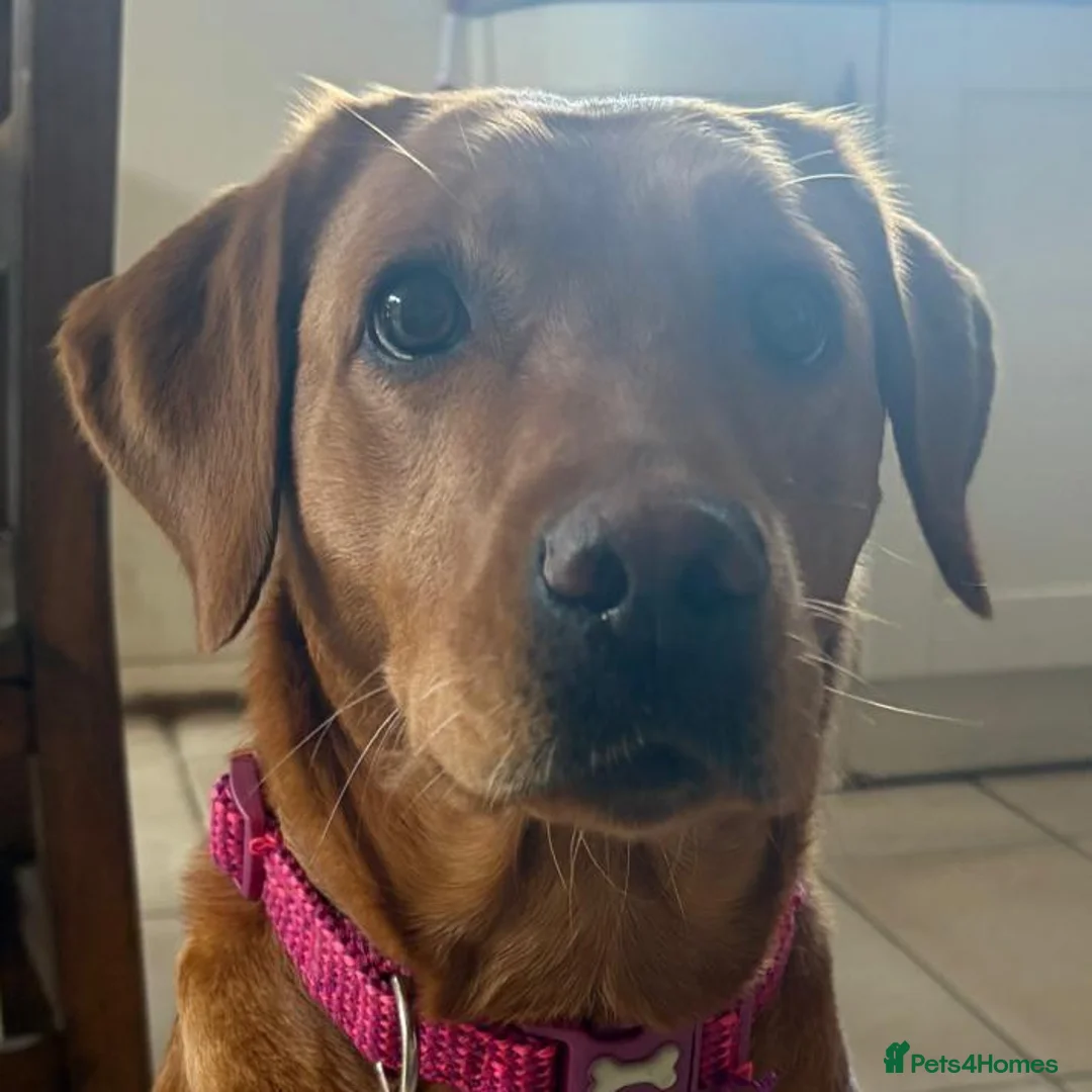 Labrador Retriever dogs for sale: Stunning Fox Red Labrador Puppies - Family Raised in Nantwich - Advert 11