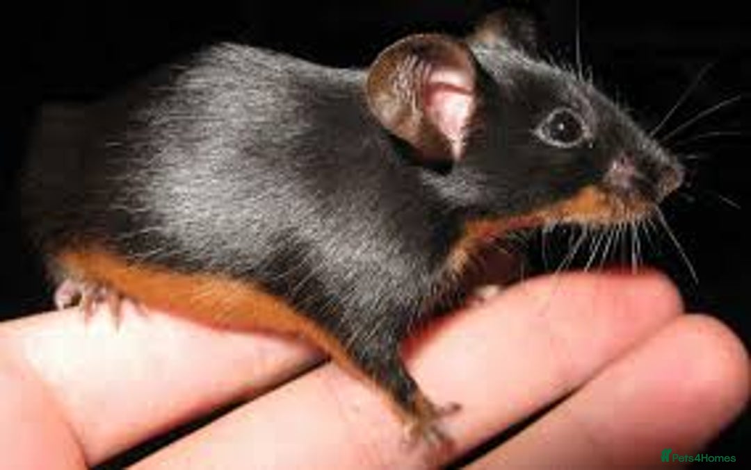 Mouse rodents for sale: Show mice  - Image 2