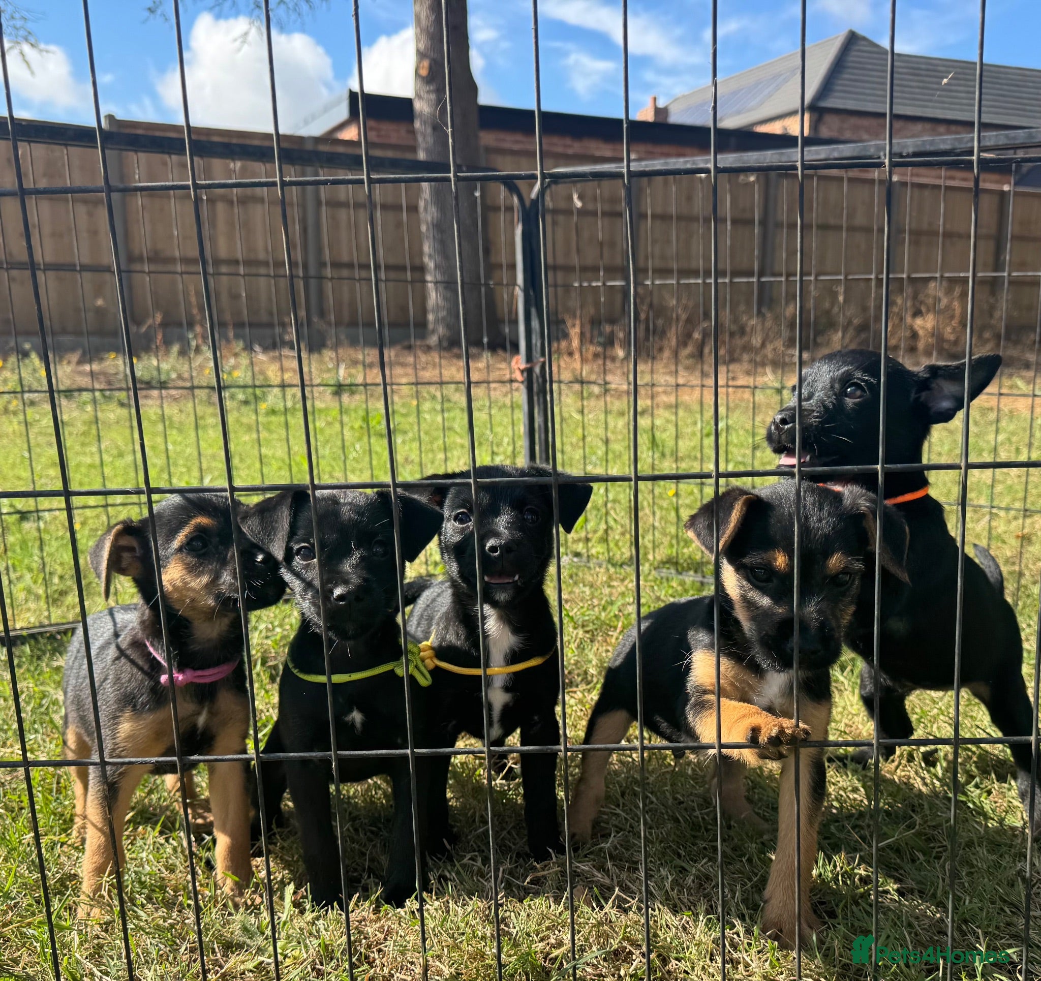 Mixed Breed dogs Border terrier x Jack Russell terrier puppies 🏡 - Advert 1
