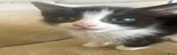Mixed Breed cats for sale: Kittens in Wigan - Advert 4