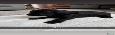 Cockapoo 5