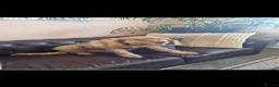 Cockapoo dogs for sale: Beautiful Angus - Advert 5